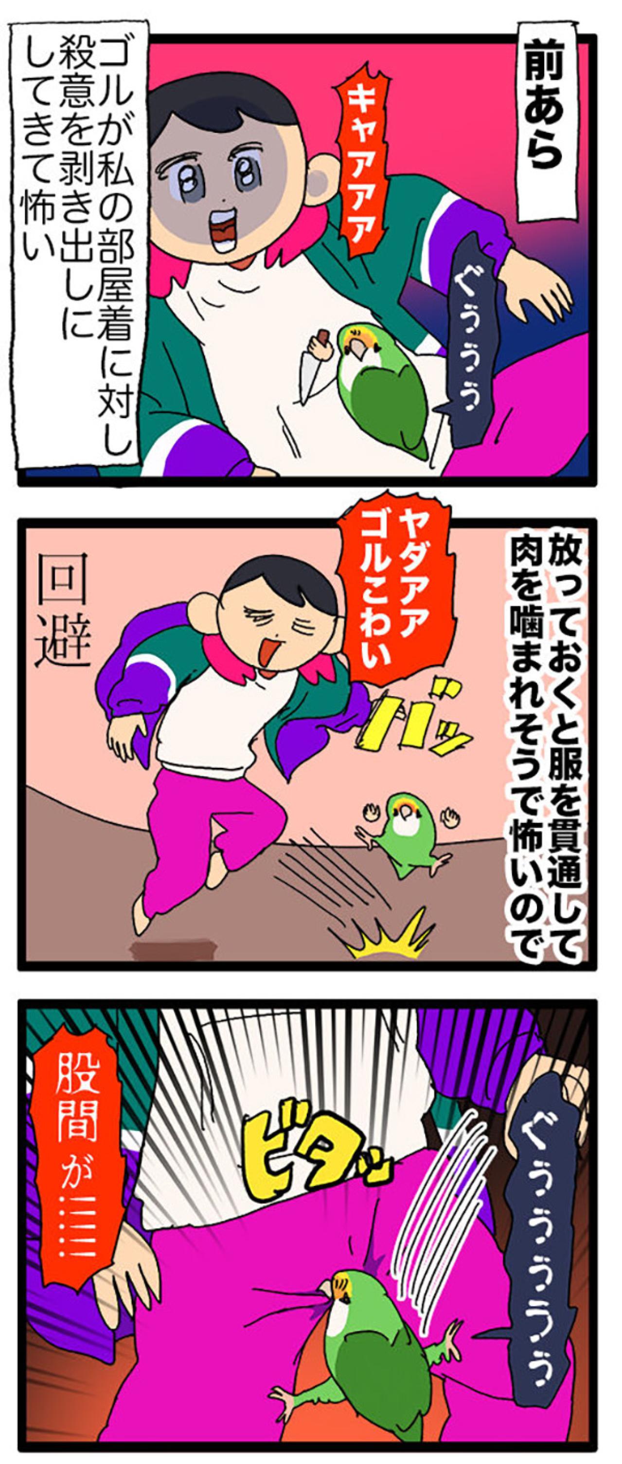 インコたちに痛めつけられる飼い主／ゴルちゃん7歳のバースデー【鳥マンガ＃62】（画像4）