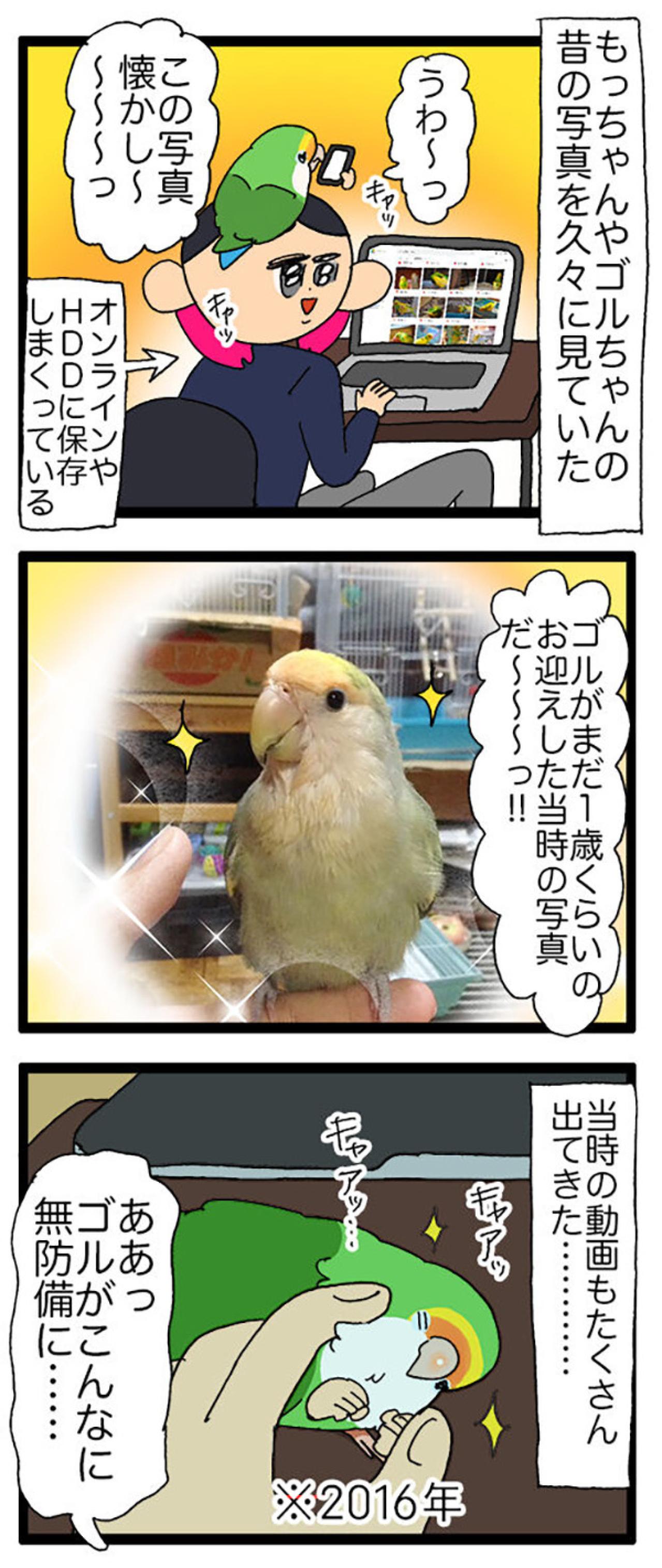 インコが固まった理由とは？／女帝インコ今昔【鳥マンガ＃63】（画像5）