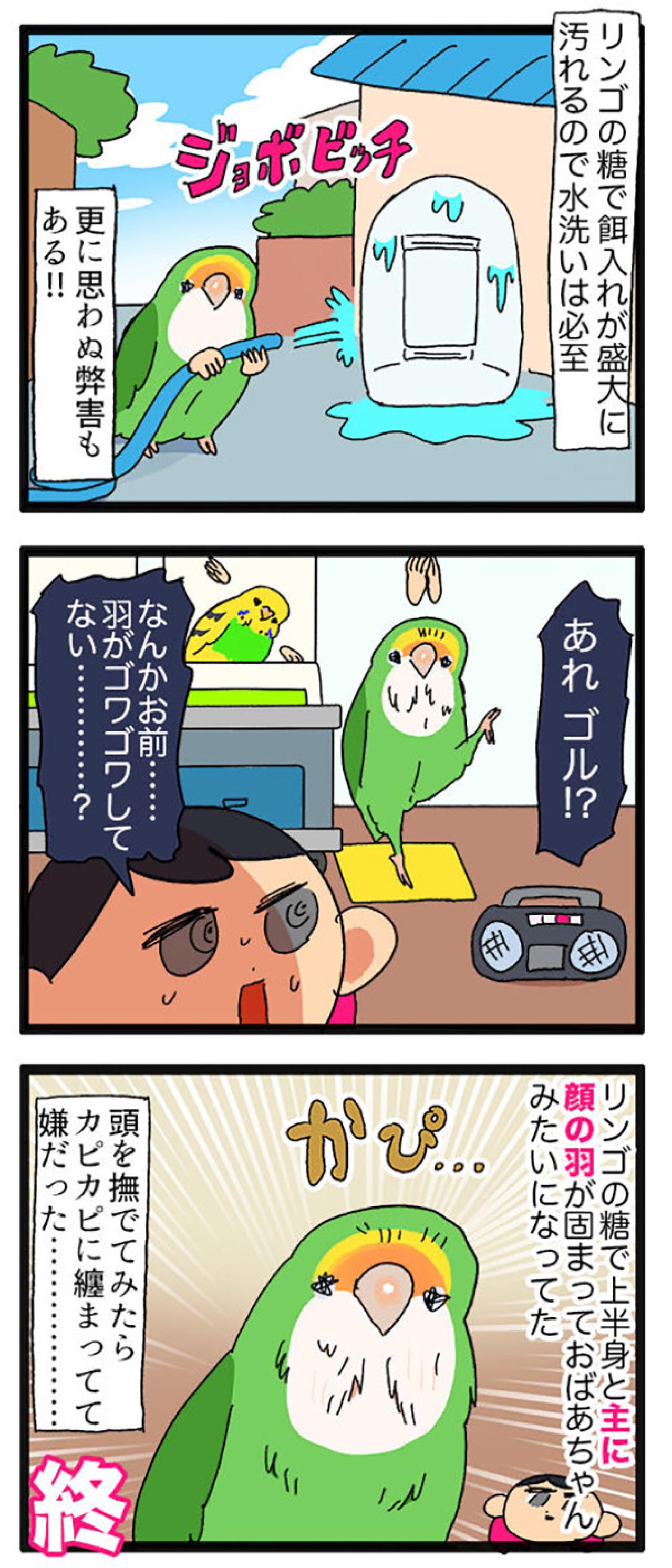 インコが固まった理由とは？／女帝インコ今昔【鳥マンガ＃63】（画像4）