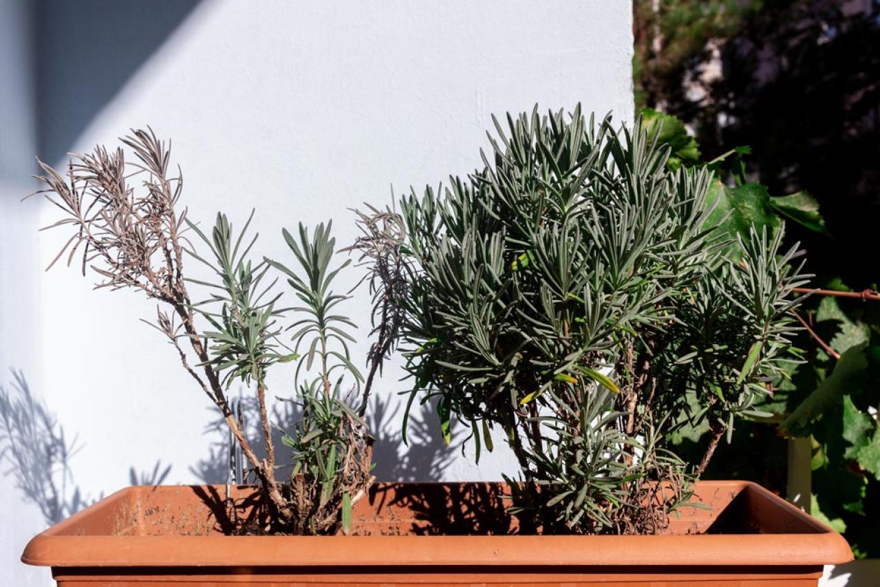 【ガーデニング】切って挿すだけ！かんたん挿し木でお気に入りの植物をふやそう（画像7）