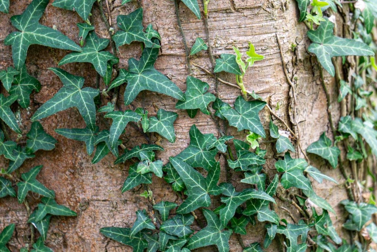 【ガーデニング】切って挿すだけ！かんたん挿し木でお気に入りの植物をふやそう（画像11）