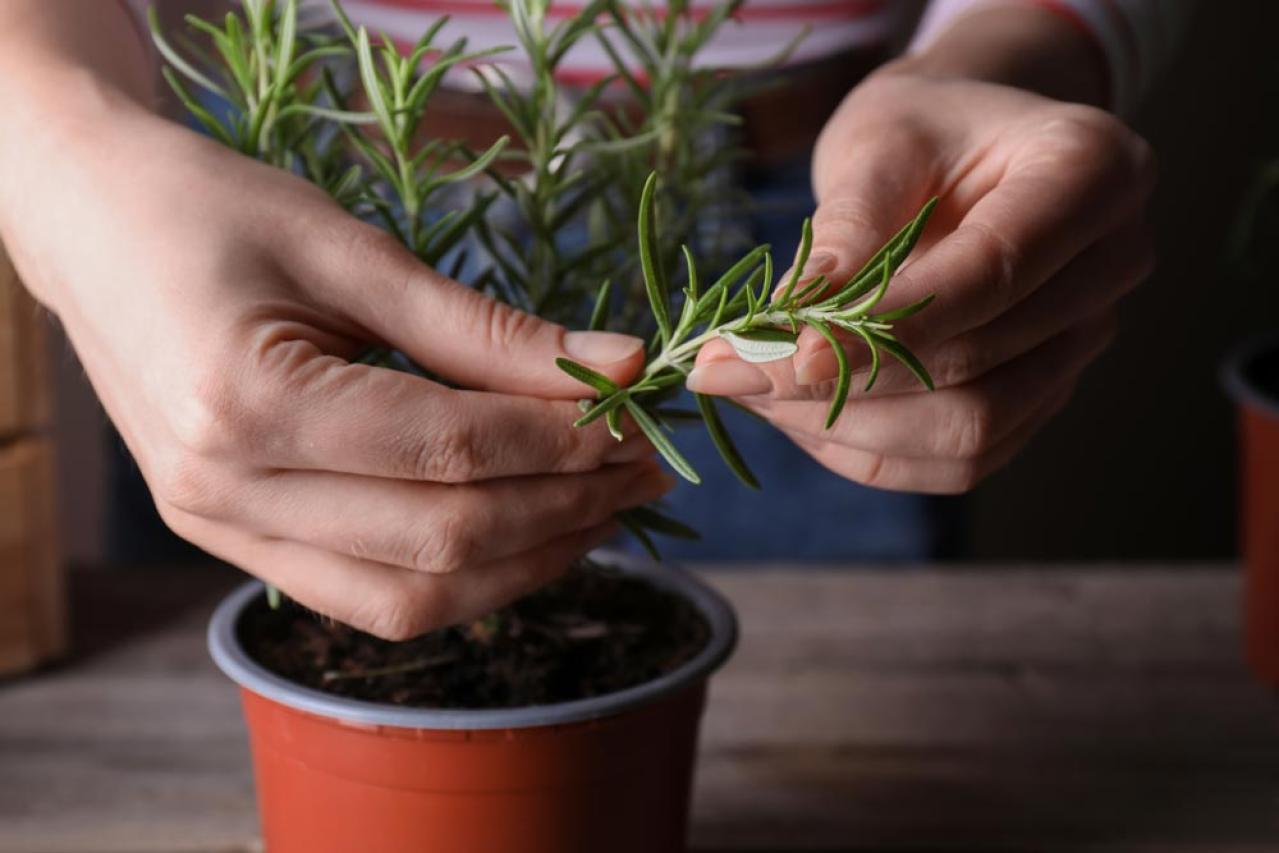 【ガーデニング】切って挿すだけ！かんたん挿し木でお気に入りの植物をふやそう（画像8）
