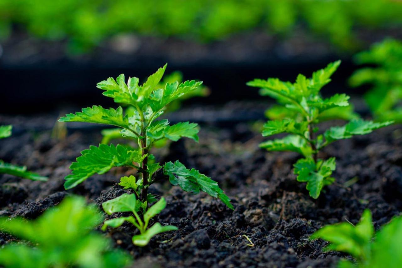 【ガーデニング】切って挿すだけ！かんたん挿し木でお気に入りの植物をふやそう（画像9）
