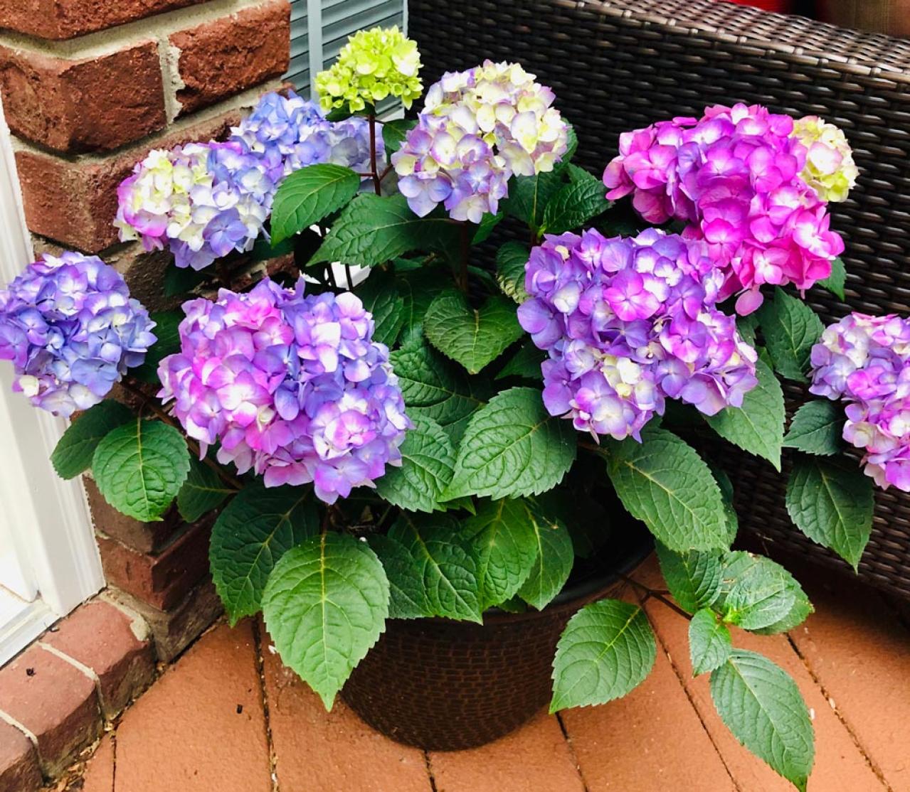 【ガーデニング】切って挿すだけ！かんたん挿し木でお気に入りの植物をふやそう（画像2）