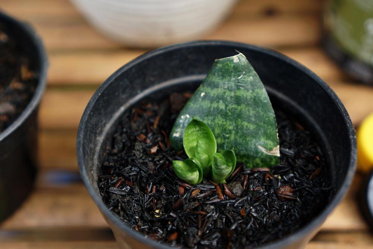 【ガーデニング】切って挿すだけ！かんたん挿し木でお気に入りの植物をふやそう（画像13）