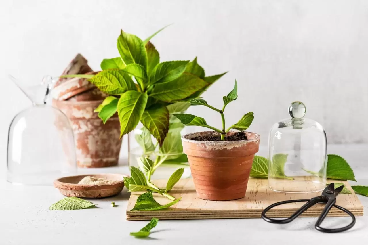 ガーデニング】切って挿すだけ！かんたん挿し木でお気に入りの植物をふ