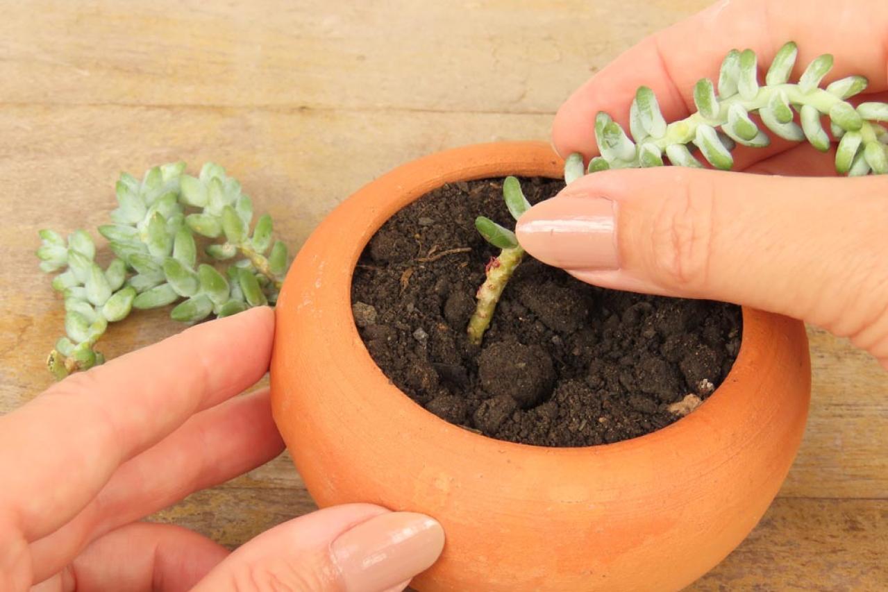 【ガーデニング】切って挿すだけ！かんたん挿し木でお気に入りの植物をふやそう（画像14）
