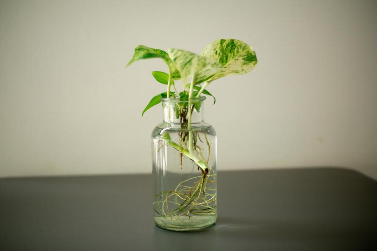 【ガーデニング】切って挿すだけ！かんたん挿し木でお気に入りの植物をふやそう（画像10）