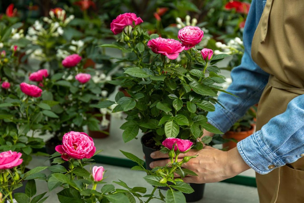 【ガーデニング】切って挿すだけ！かんたん挿し木でお気に入りの植物をふやそう（画像4）