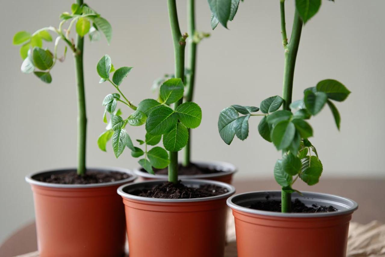 【ガーデニング】切って挿すだけ！かんたん挿し木でお気に入りの植物をふやそう（画像5）