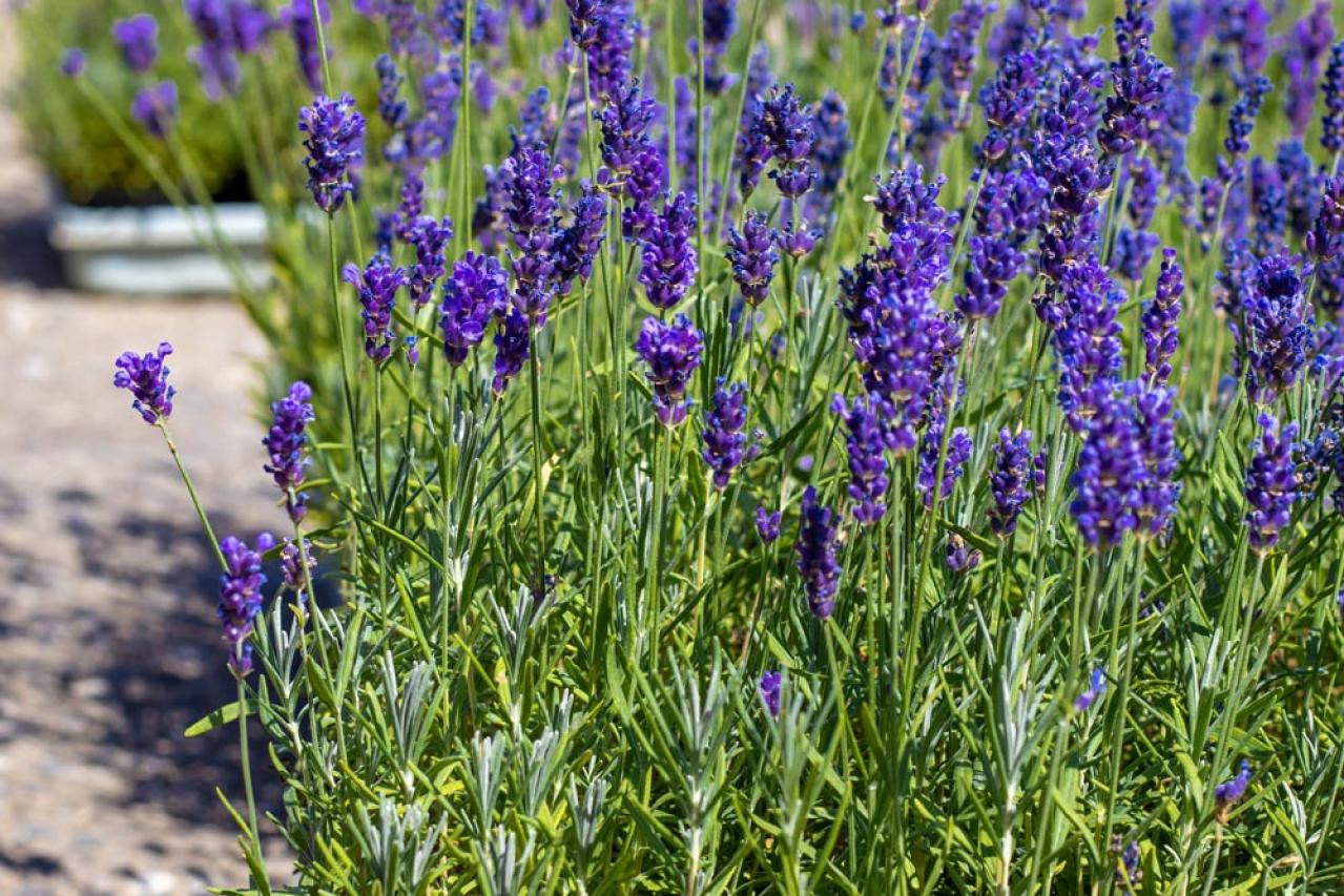 【ガーデニング】切って挿すだけ！かんたん挿し木でお気に入りの植物をふやそう（画像6）