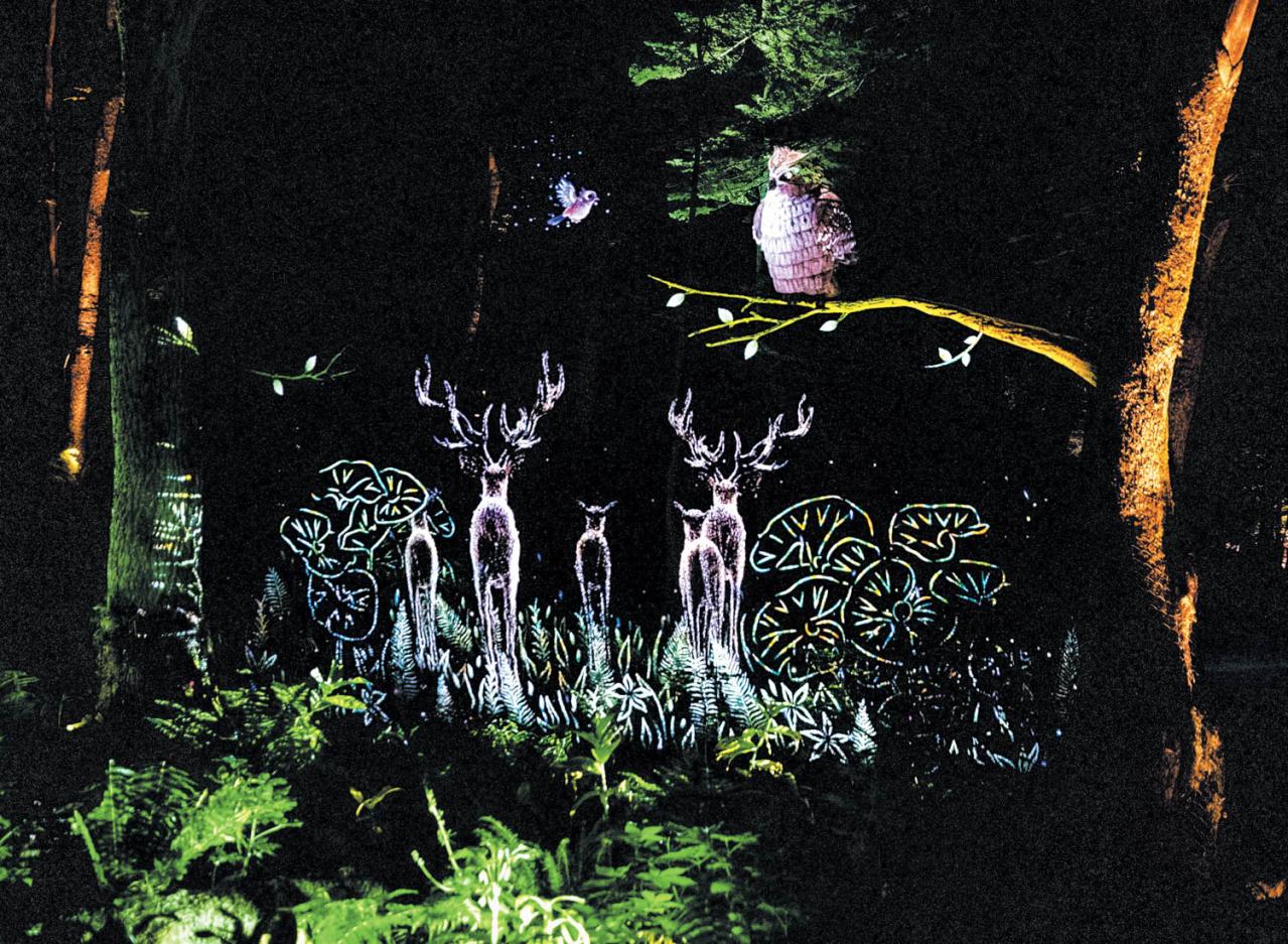 阿寒湖の森ナイトウォーク