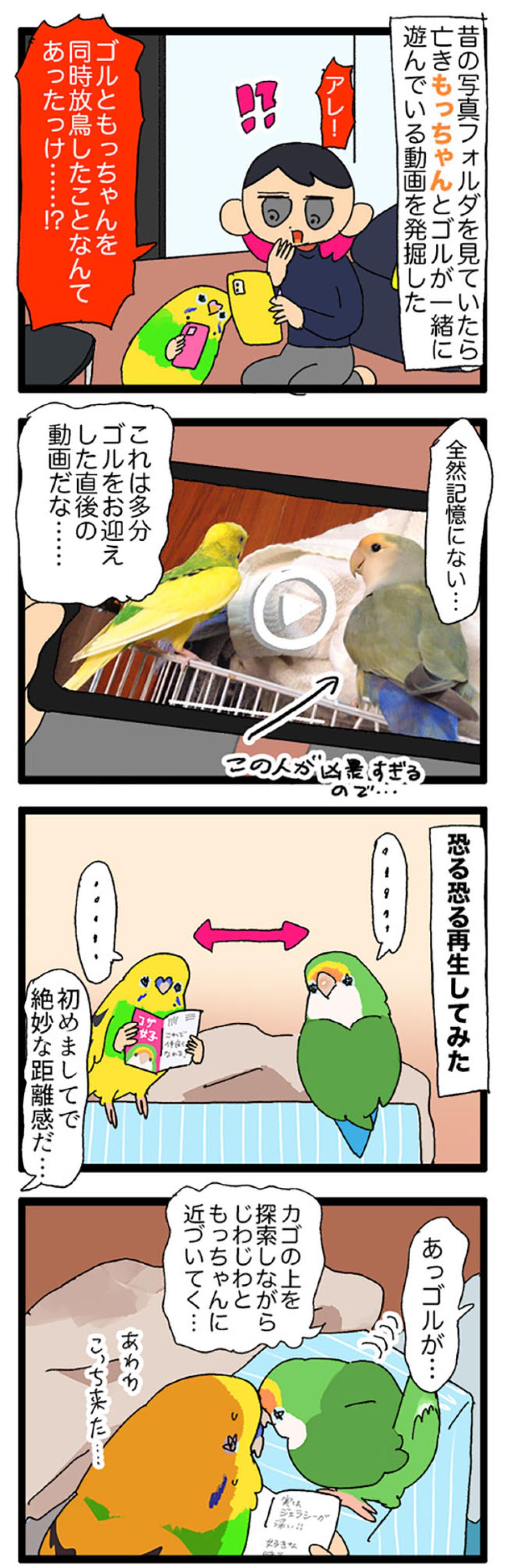 飼い主が女帝インコに勝ったポーズとは？／先住インコにも容赦なかった女帝ゴルちゃん【鳥マンガ＃67】（画像6）