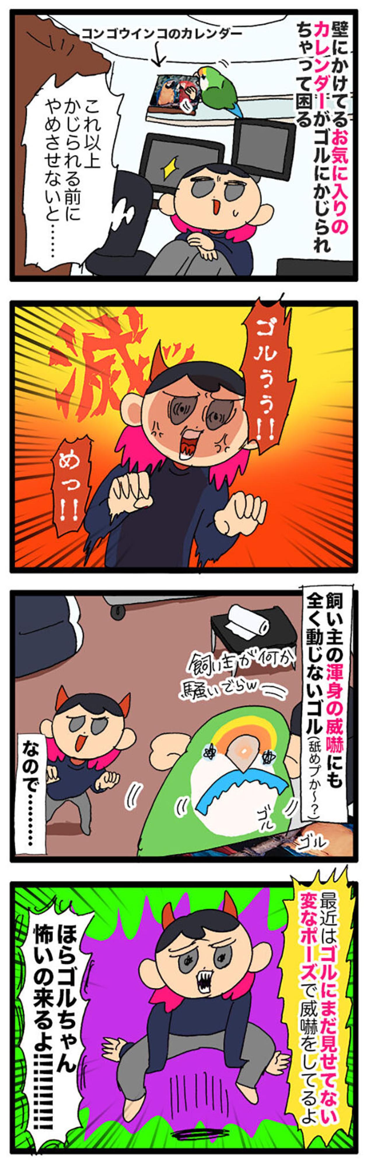 飼い主が女帝インコに勝ったポーズとは？／先住インコにも容赦なかった女帝ゴルちゃん【鳥マンガ＃67】（画像4）
