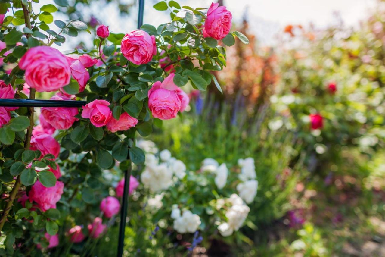 【ガーデニング】庭がもっと素敵になる。映える空間をつくる基本の5ポイントとは？（画像11）