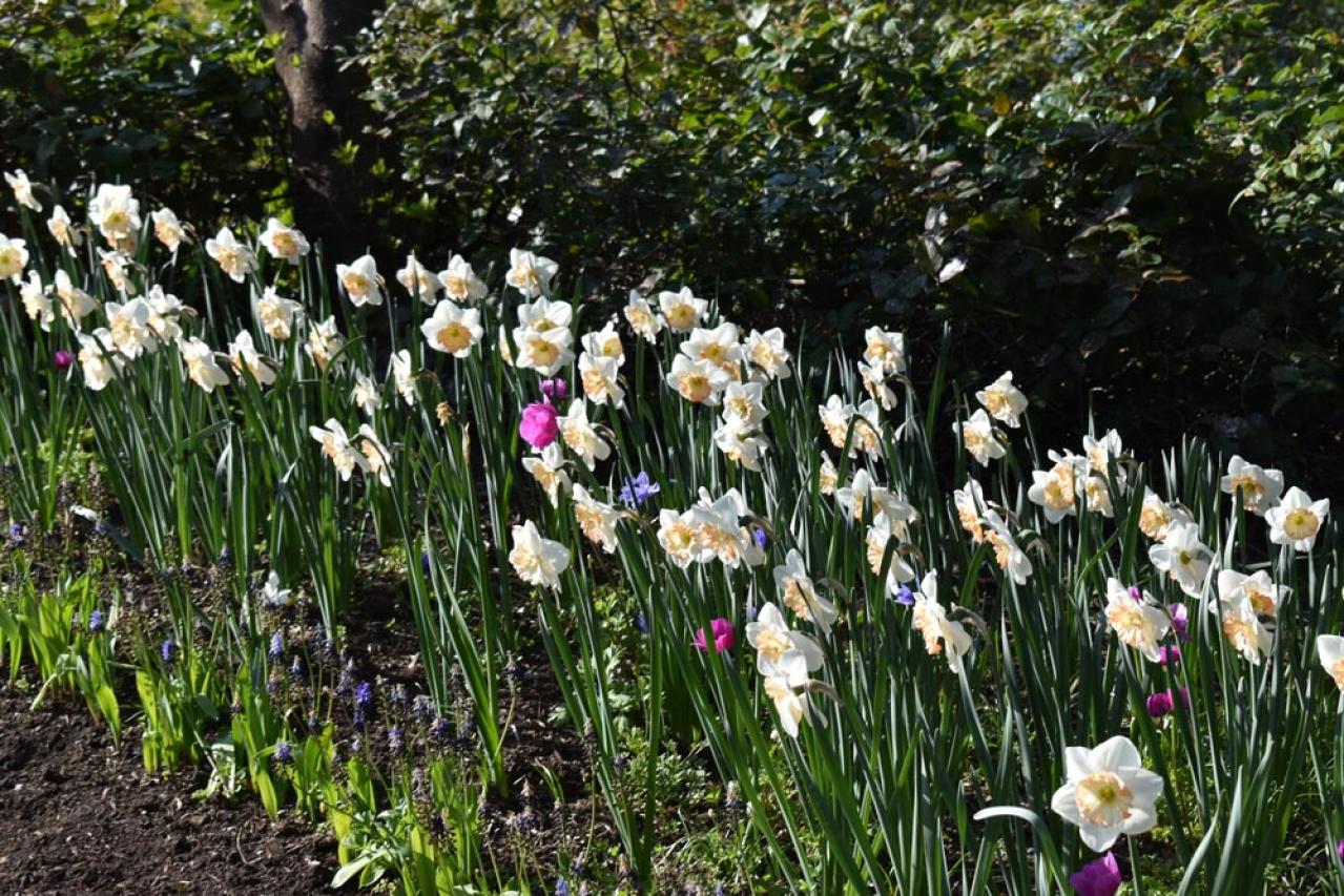 【ガーデニング】庭がもっと素敵になる。映える空間をつくる基本の5ポイントとは？（画像3）