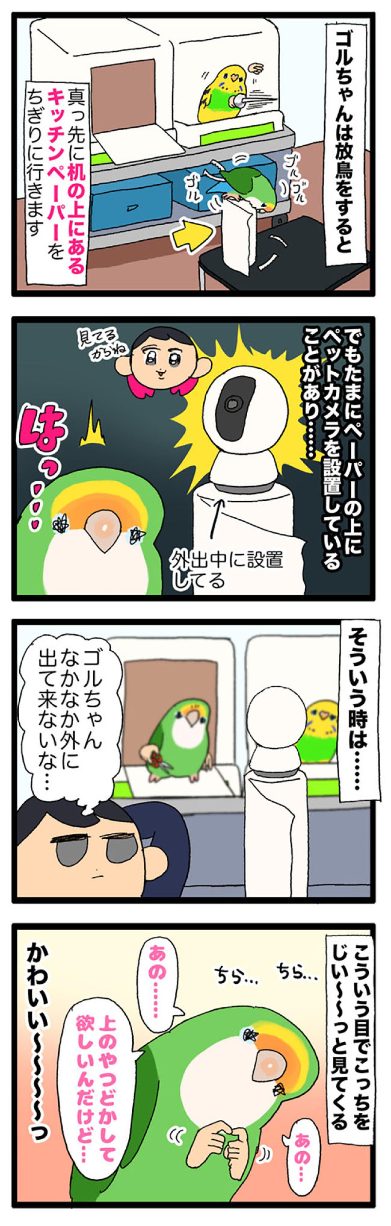放鳥中のインコ　ゴルちゃん・ビビりでかわいいエピソード2選【鳥マンガ＃66】（画像5）