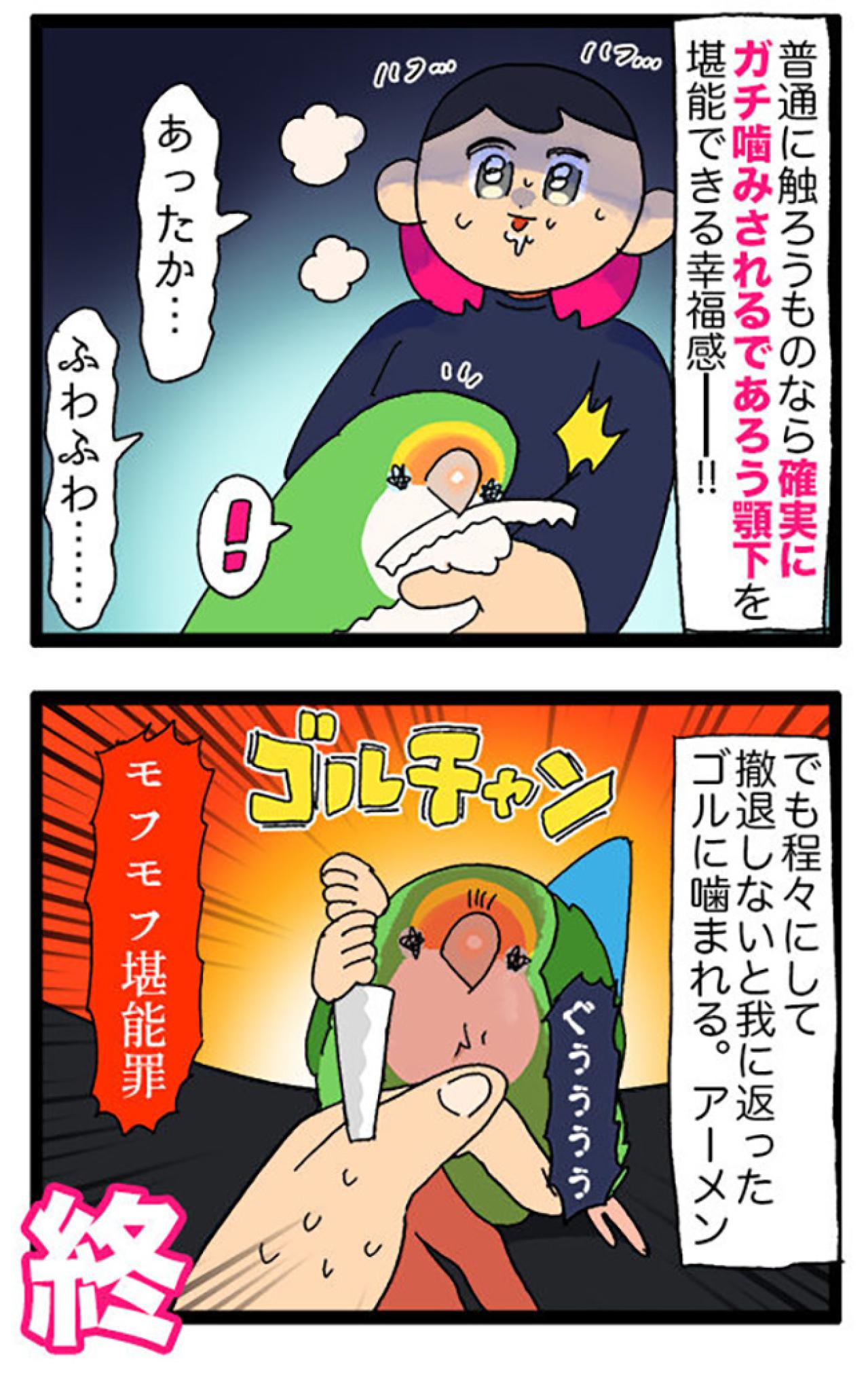 女帝インコ気になる異音／欲張り注意！インコの顎の下モフモフを触る幸福…【鳥マンガ＃68】（画像6）