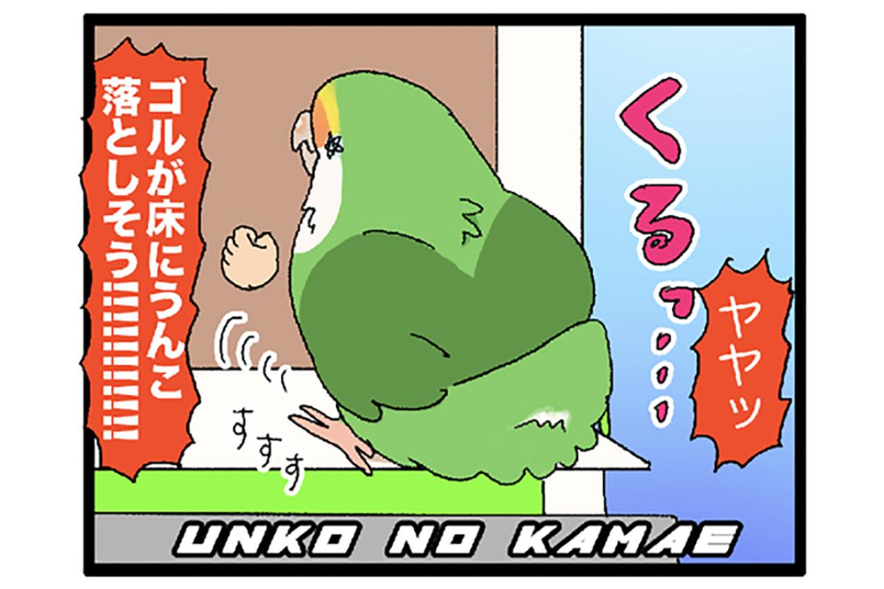 インコの爆弾をミラクルキャッチ！／女帝インコのうれしい心変わり【鳥マンガ＃69】