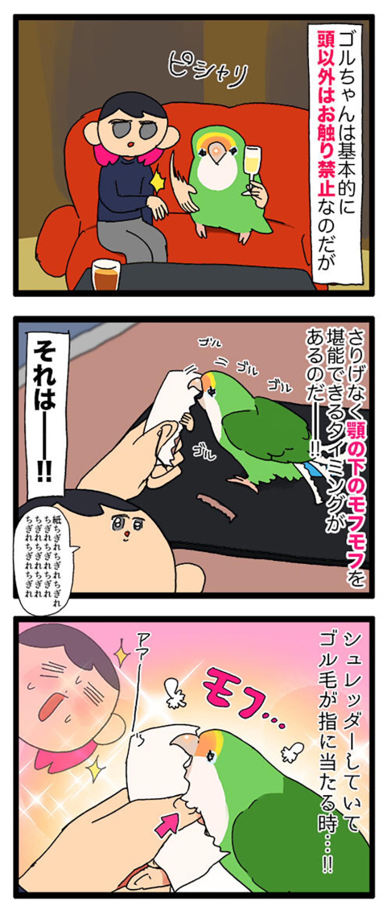 女帝インコ気になる異音／欲張り注意！インコの顎の下モフモフを触る幸福…【鳥マンガ＃68】（画像5）