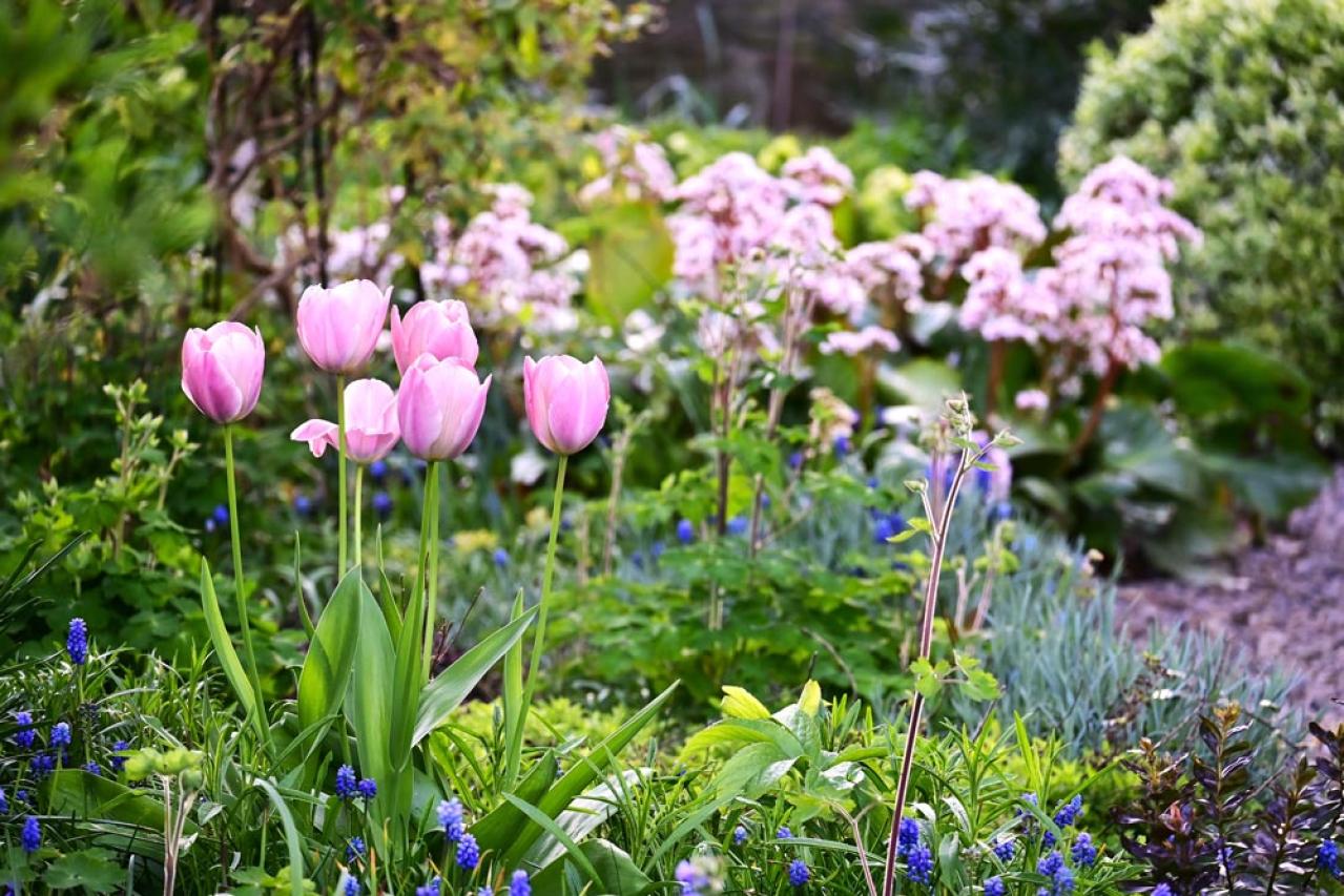 【ガーデニング】庭がもっと素敵になる。映える空間をつくる基本の5ポイントとは？（画像5）