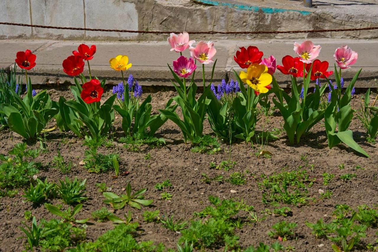 【ガーデニング】庭がもっと素敵になる。映える空間をつくる基本の5ポイントとは？（画像4）