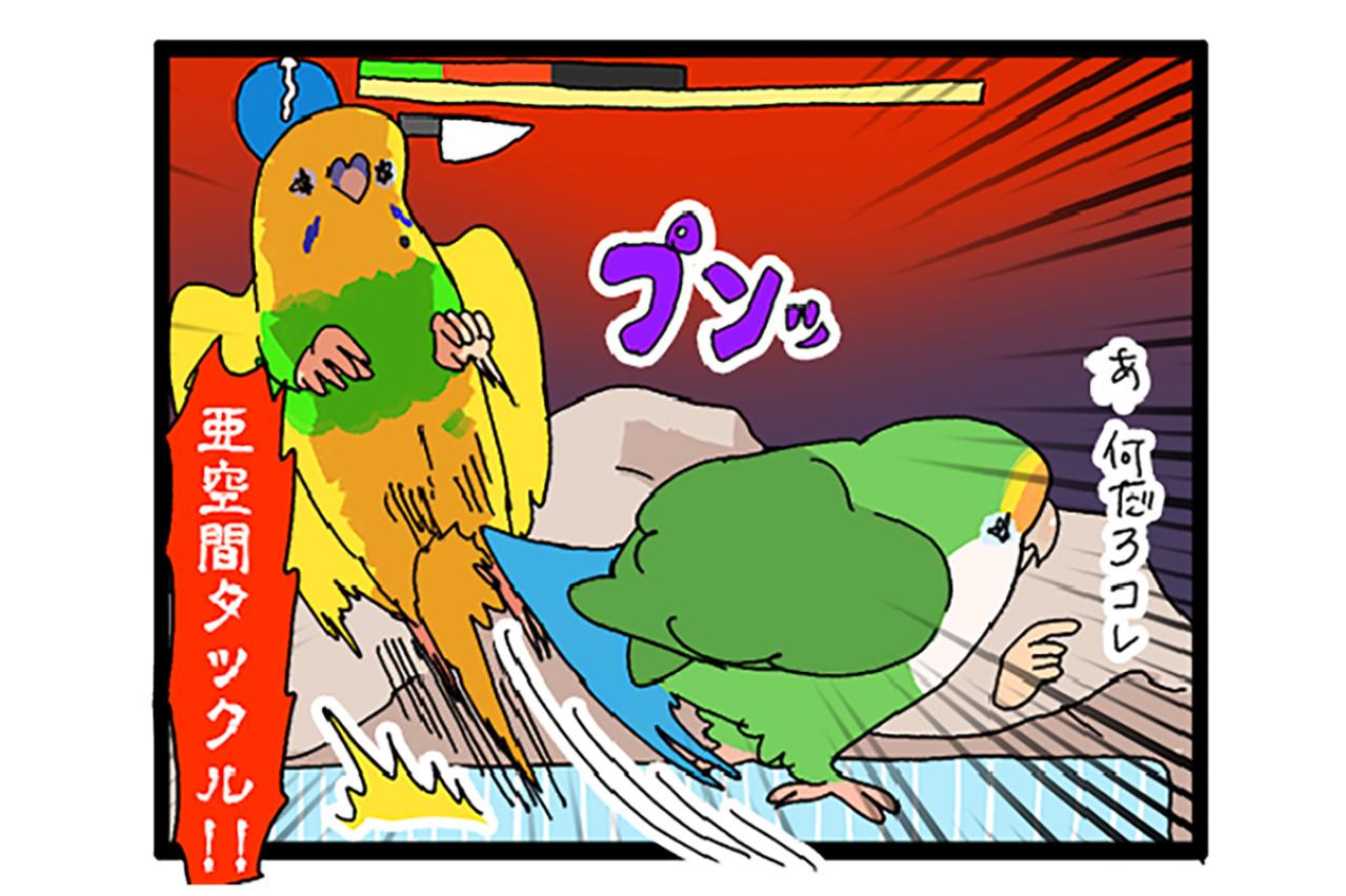 飼い主が女帝インコに勝ったポーズとは？／先住インコにも容赦なかった女帝ゴルちゃん【鳥マンガ＃67】