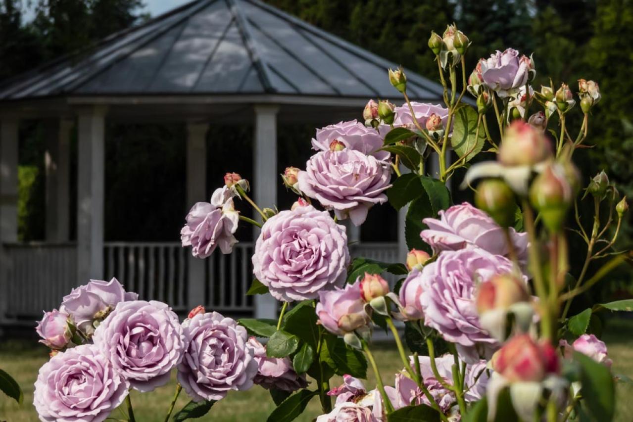 【ガーデニング】6月はバラの挿し木のベストシーズン！（画像2）