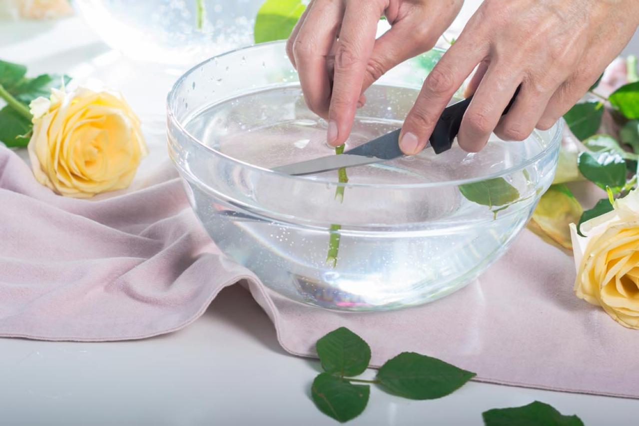 【ガーデニング】6月はバラの挿し木のベストシーズン！（画像5）