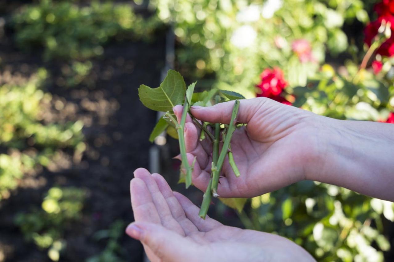 【ガーデニング】6月はバラの挿し木のベストシーズン！（画像4）