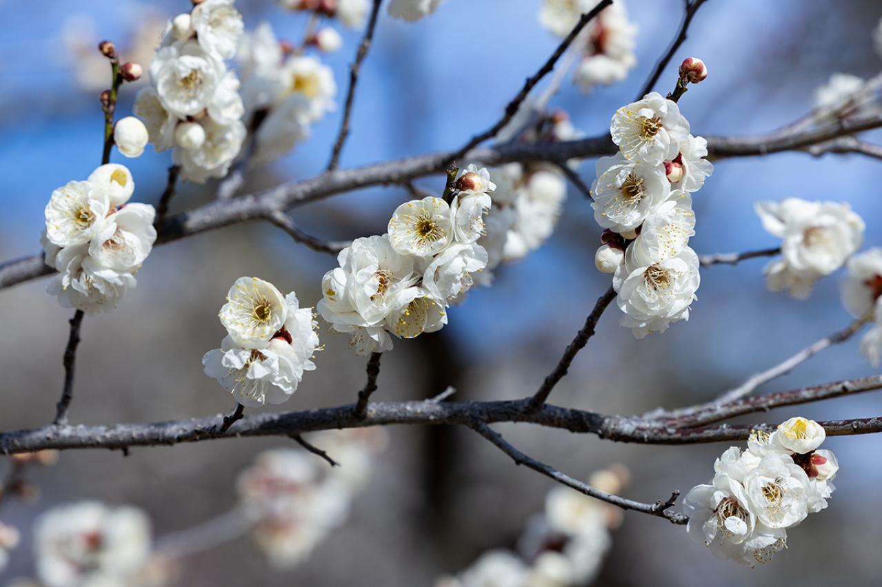 三好達治『朝菜集』あらすじ紹介。詩に込められた心と時代を読み解く