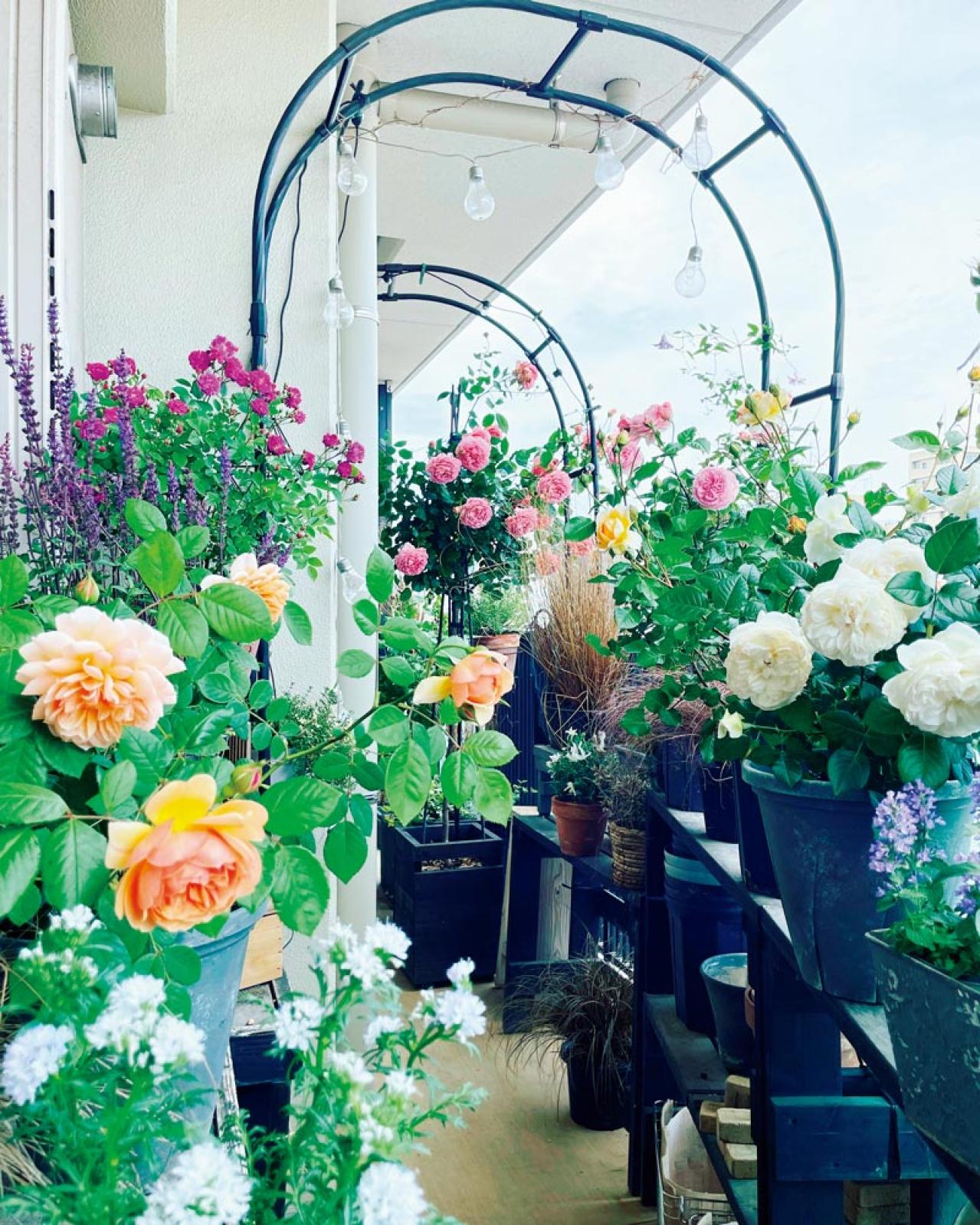 「10㎡のベランダがまるでバラ園！」室外機4台でも美しく咲かせた、達人のガーデン術とは？（画像2）