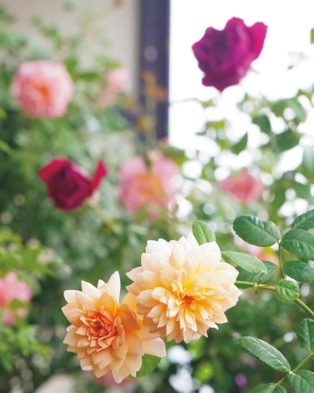 「10㎡のベランダがまるでバラ園！」室外機4台でも美しく咲かせた、達人のガーデン術とは？（画像8）