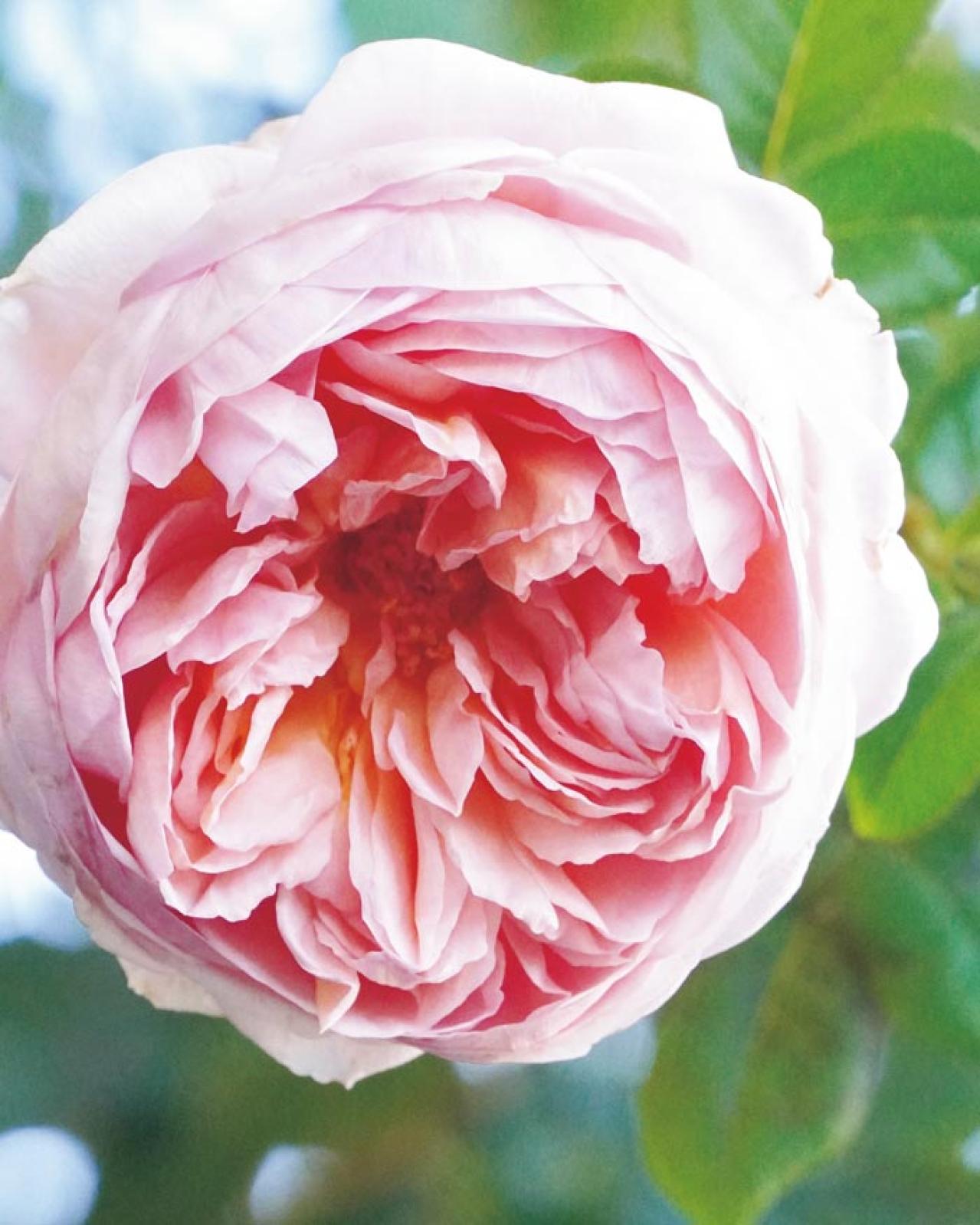 10㎡のベランダがまるでバラ園！」室外機4台でも美しく咲かせた