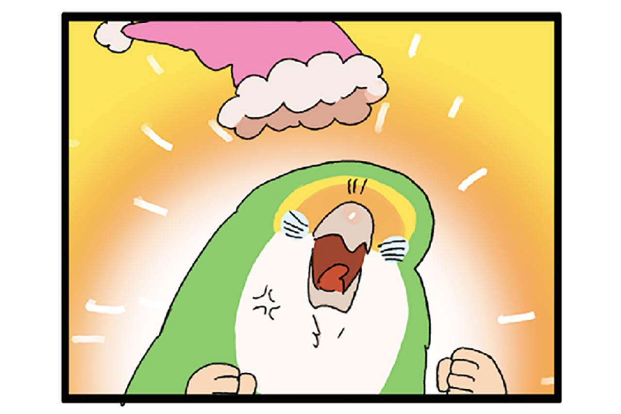 女帝インコが大好きなおもちゃ／自分のことだけ見てほしい！【鳥マンガ＃73】