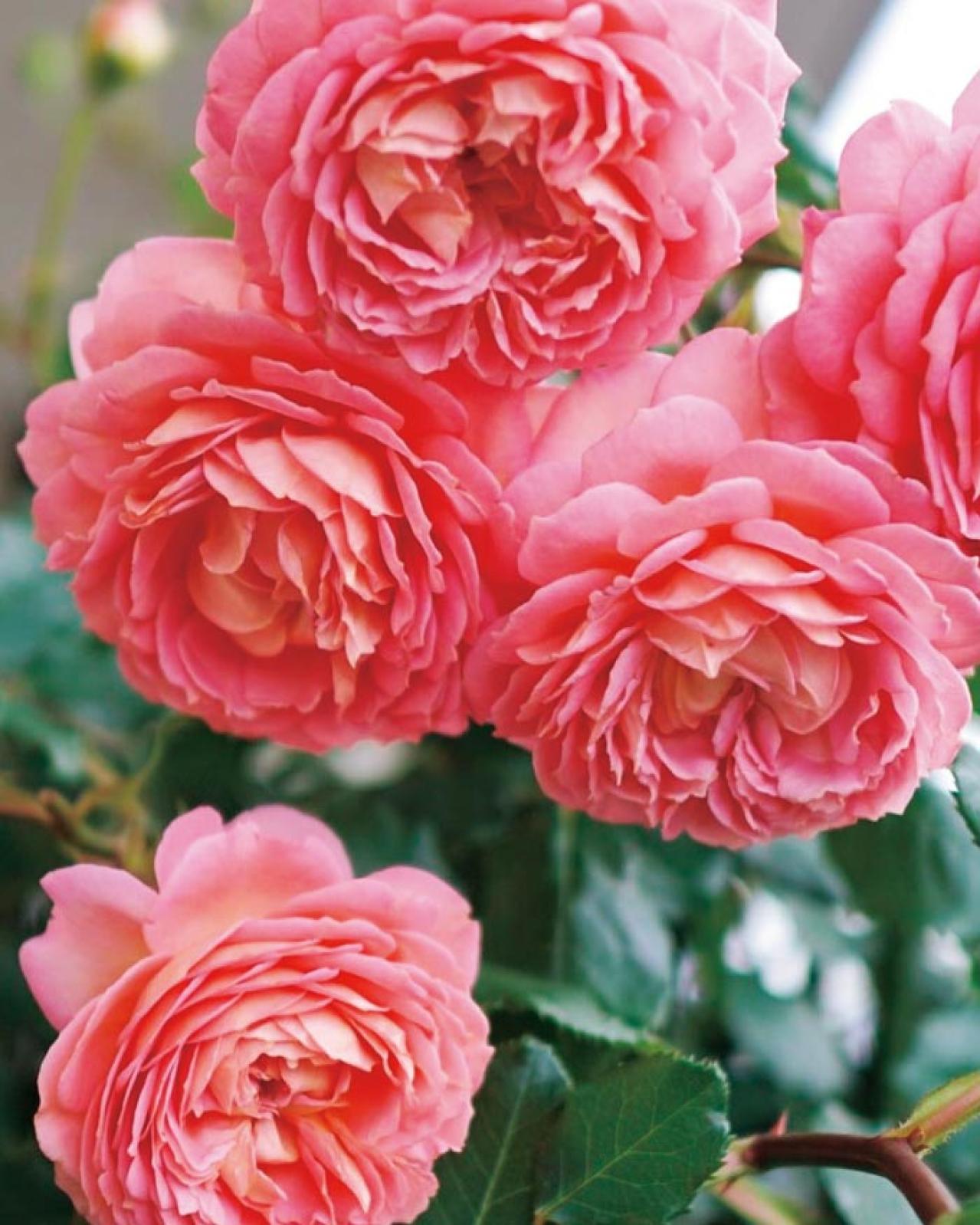 「10㎡のベランダがまるでバラ園！」室外機4台でも美しく咲かせた、達人のガーデン術とは？（画像6）