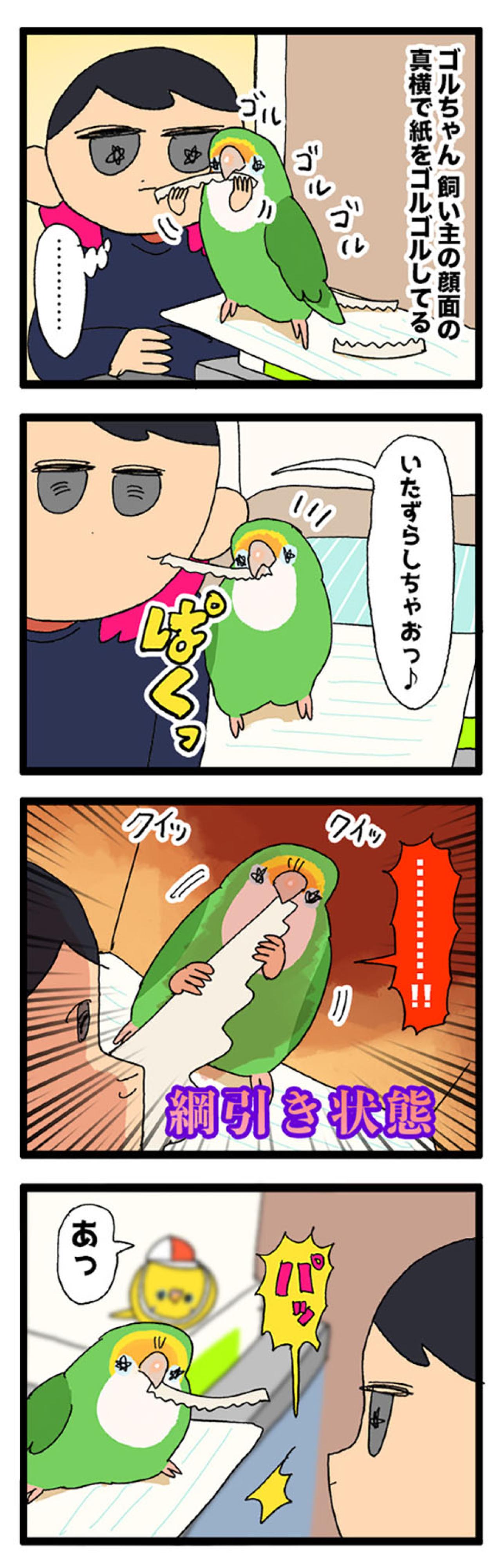 期間限定ボイス・インコの「ぺっちょん」一体どんな意味？【鳥マンガ＃72】（画像4）