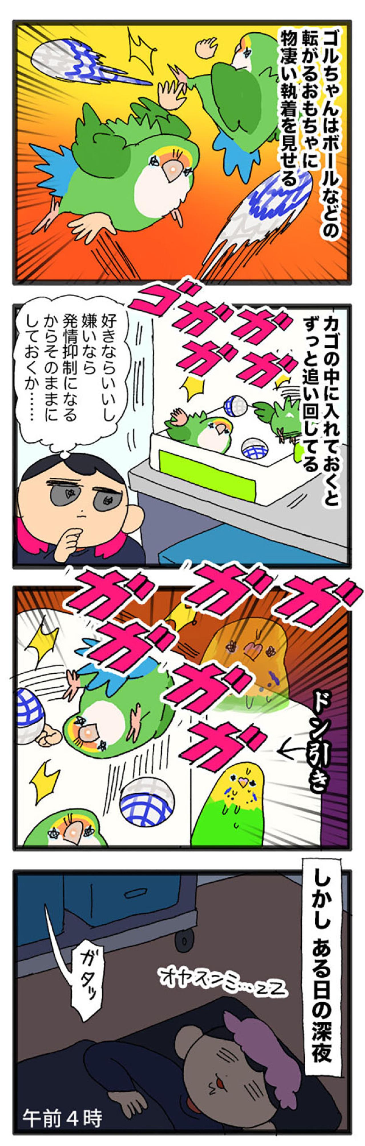 女帝インコが大好きなおもちゃ／自分のことだけ見てほしい！【鳥マンガ＃73】（画像4）