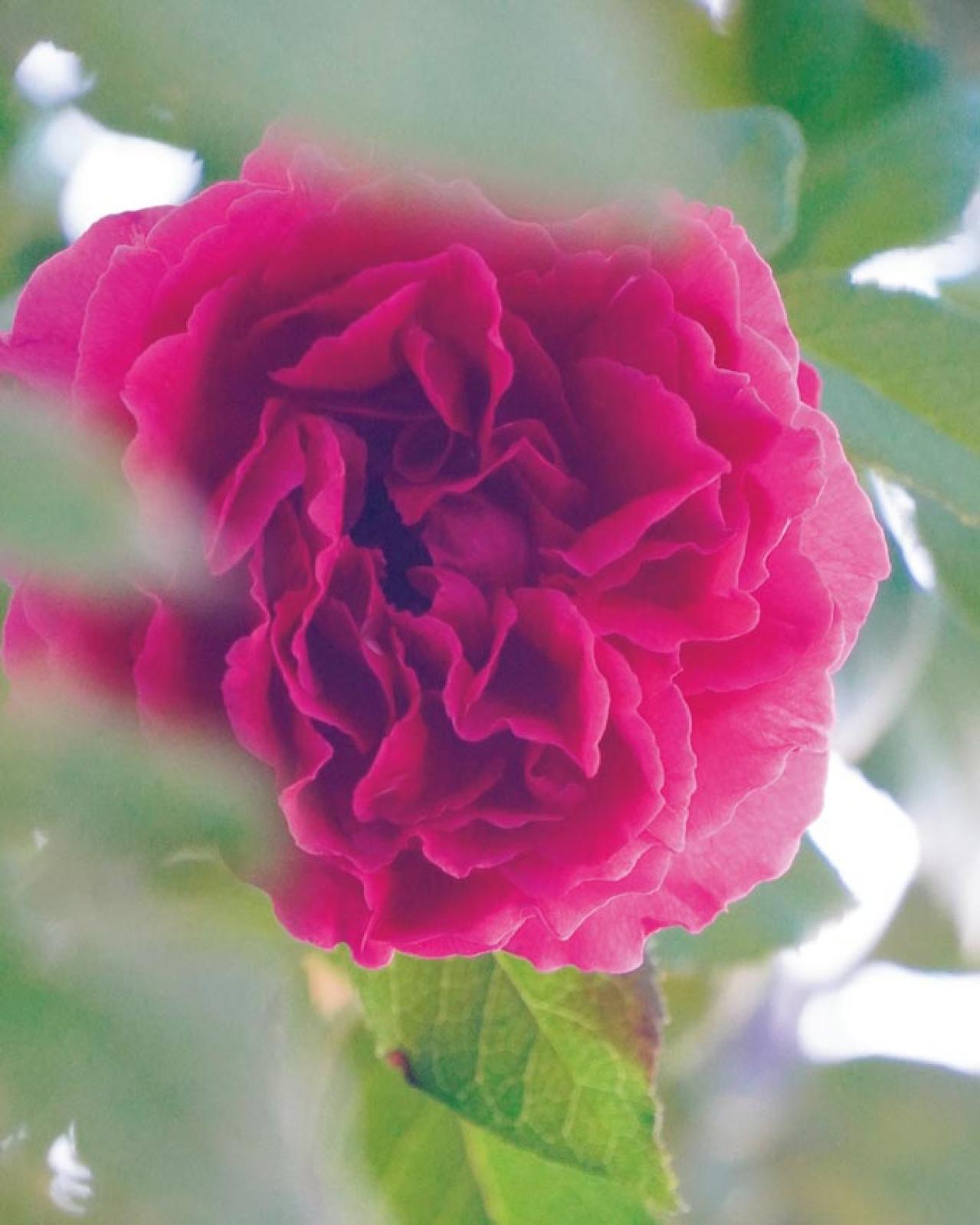 「10㎡のベランダがまるでバラ園！」室外機4台でも美しく咲かせた、達人のガーデン術とは？（画像7）