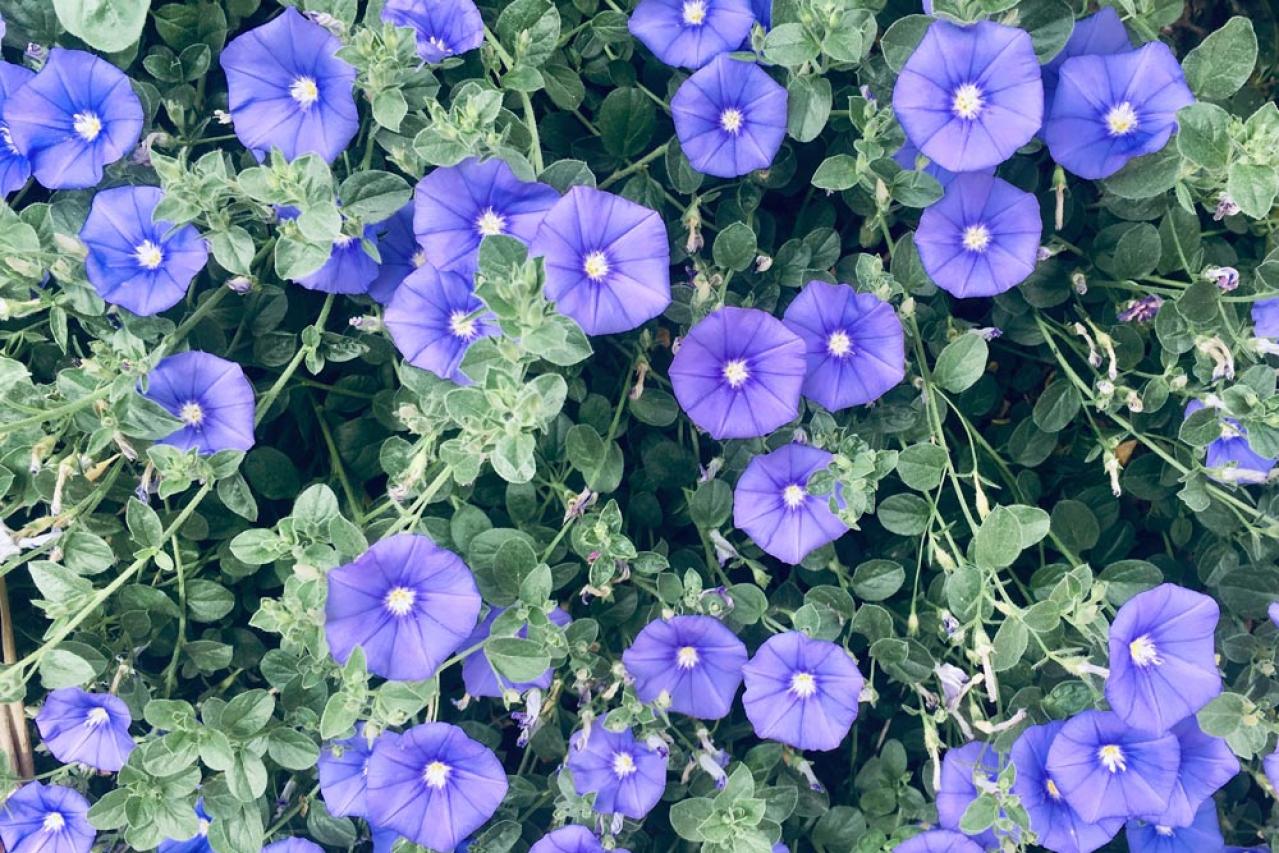 【ガーデニング】夏の庭仕事がラクに！水やり・草取りが減るグラウンドカバー［8選］（画像5）