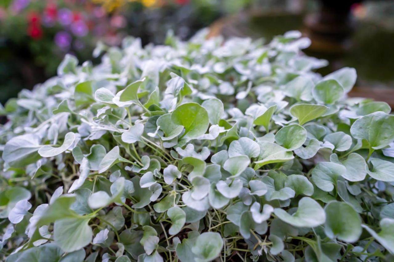 【ガーデニング】夏の庭仕事がラクに！水やり・草取りが減るグラウンドカバー［8選］（画像9）