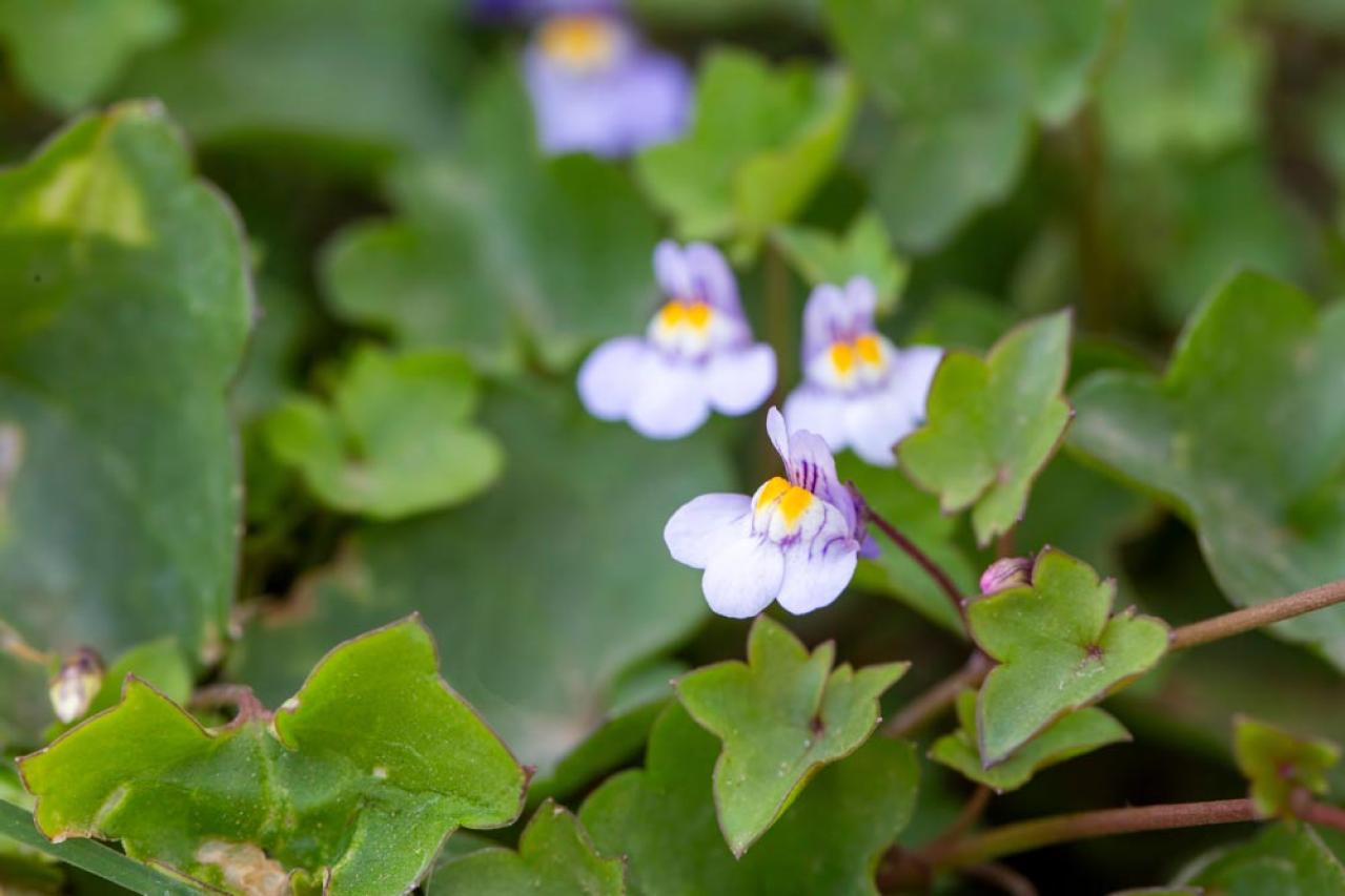 【ガーデニング】夏の庭仕事がラクに！水やり・草取りが減るグラウンドカバー［8選］（画像6）