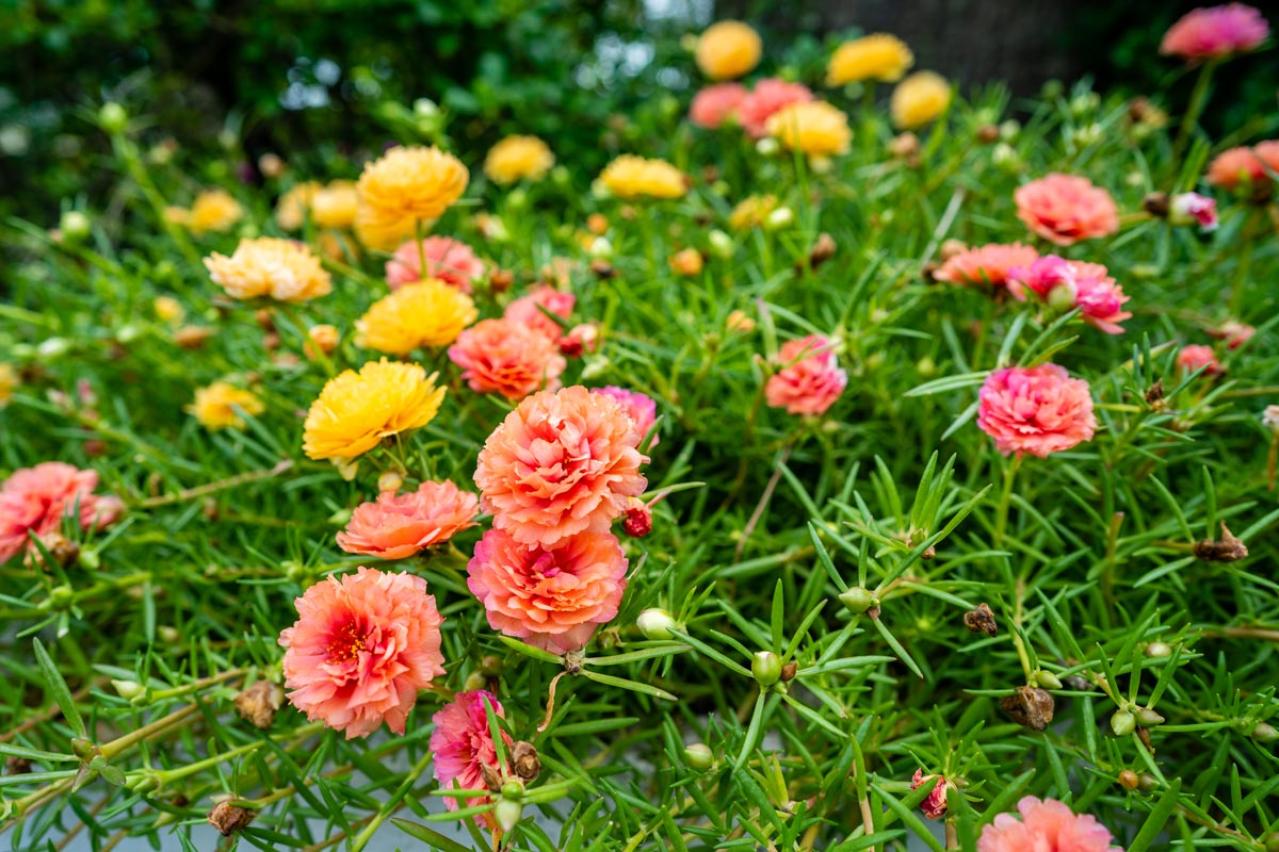 【ガーデニング】夏の庭仕事がラクに！水やり・草取りが減るグラウンドカバー［8選］