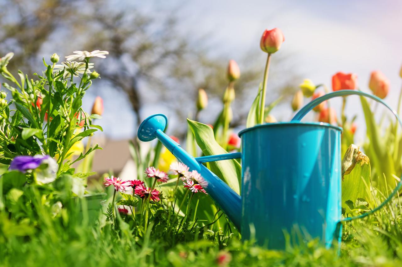 宮沢賢治の『チュウリップの幻術』あらすじ紹介。幻想的な風景描写の短編小説。賢治の世界観に浸れる一作