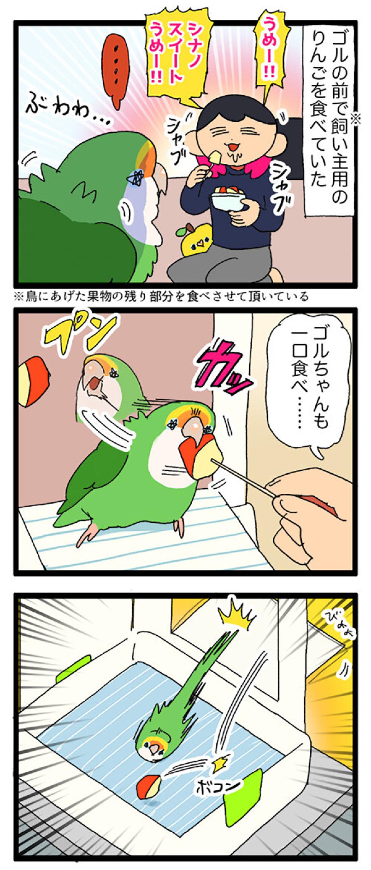 コザクラインコ・ゴルちゃんの謎行動！頭ぶつけた意外な理由とは？【鳥マンガ＃74】（画像6）