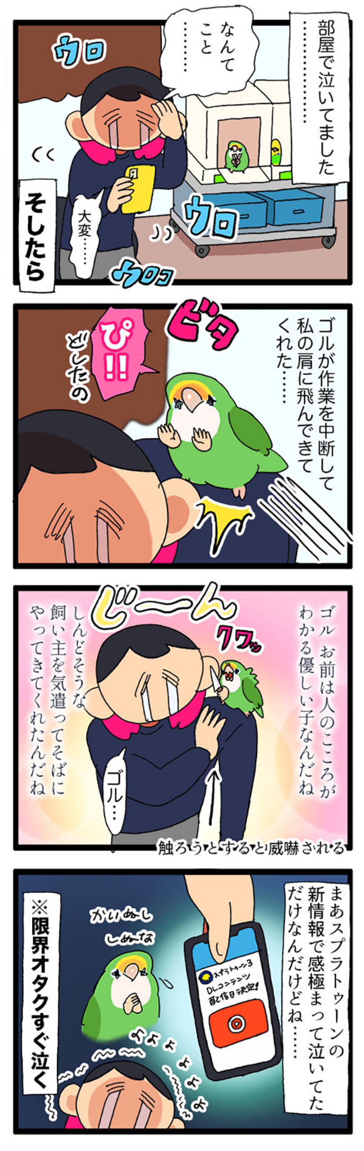コザクラインコの夜更かしと発情対策／インコも人の気持ちが分かるんです【鳥マンガ＃77】（画像6）