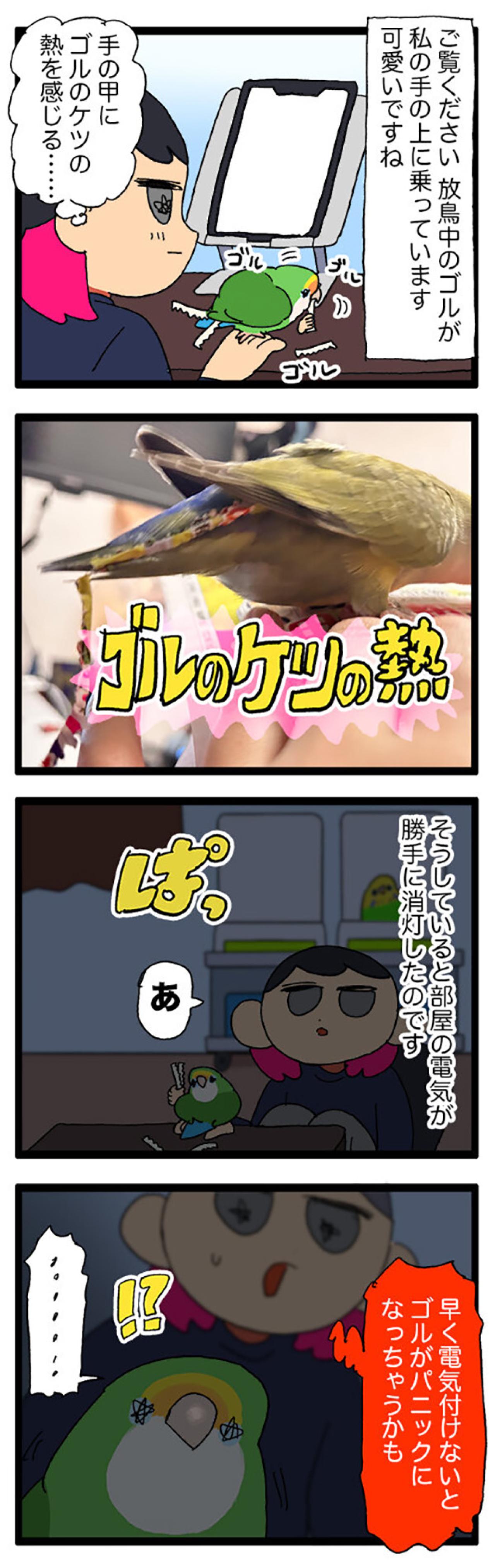インコの集中力がすごい／「頼られる幸せ」インコ飼いの胸キュンエピソード！【鳥マンガ＃75】（画像5）