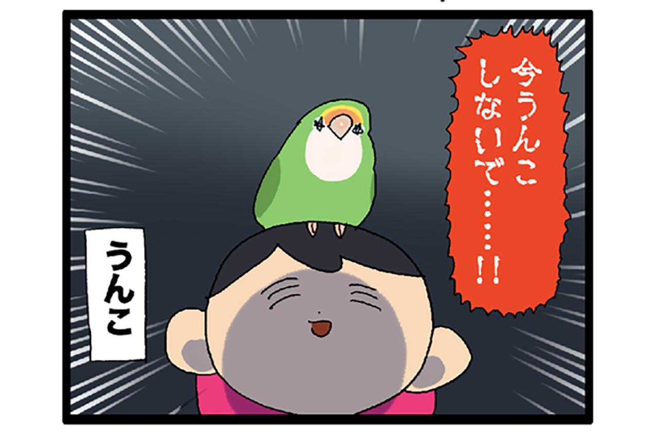 インコが飼い主に苦情を申し立てた理由は？／インコが頭にのっているときの飼い主の願い【鳥マンガ＃76】