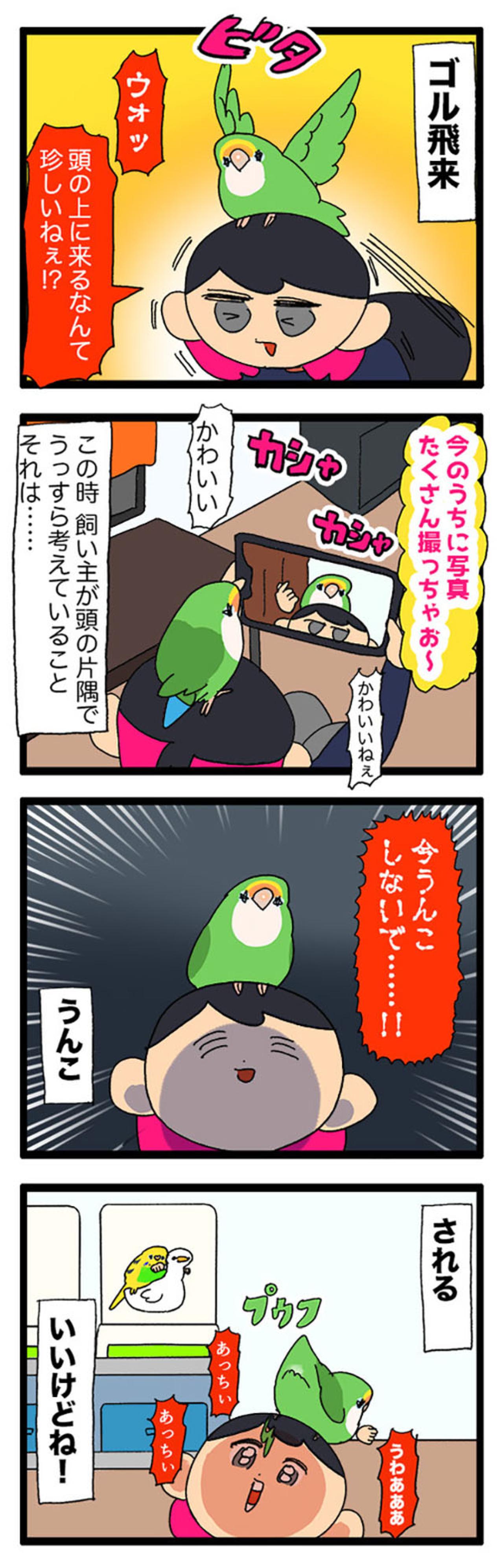 インコが飼い主に苦情を申し立てた理由は？／インコが頭にのっているときの飼い主の願い【鳥マンガ＃76】（画像5）