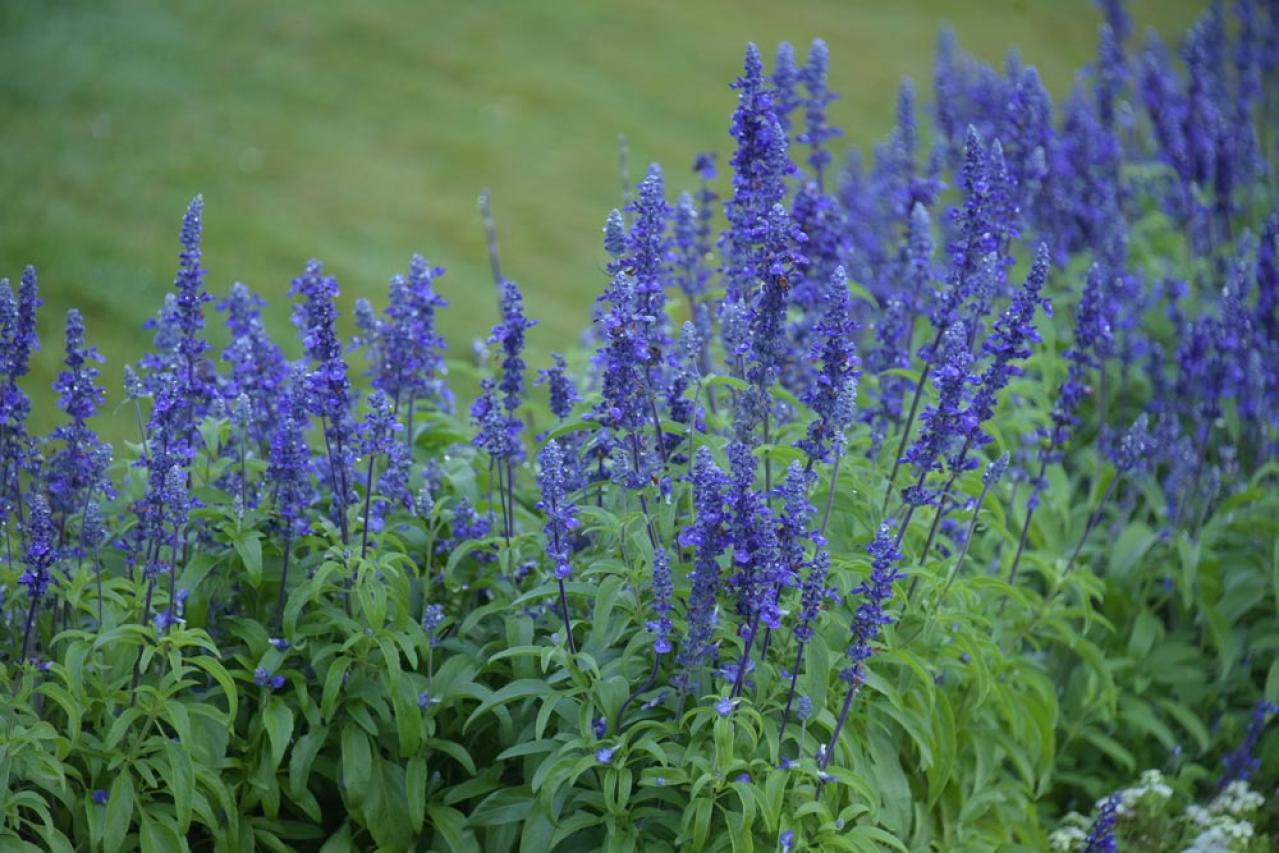 【ガーデニング】暑さ&乾燥に強い夏の花［8選］初心者でも簡単！（画像3）